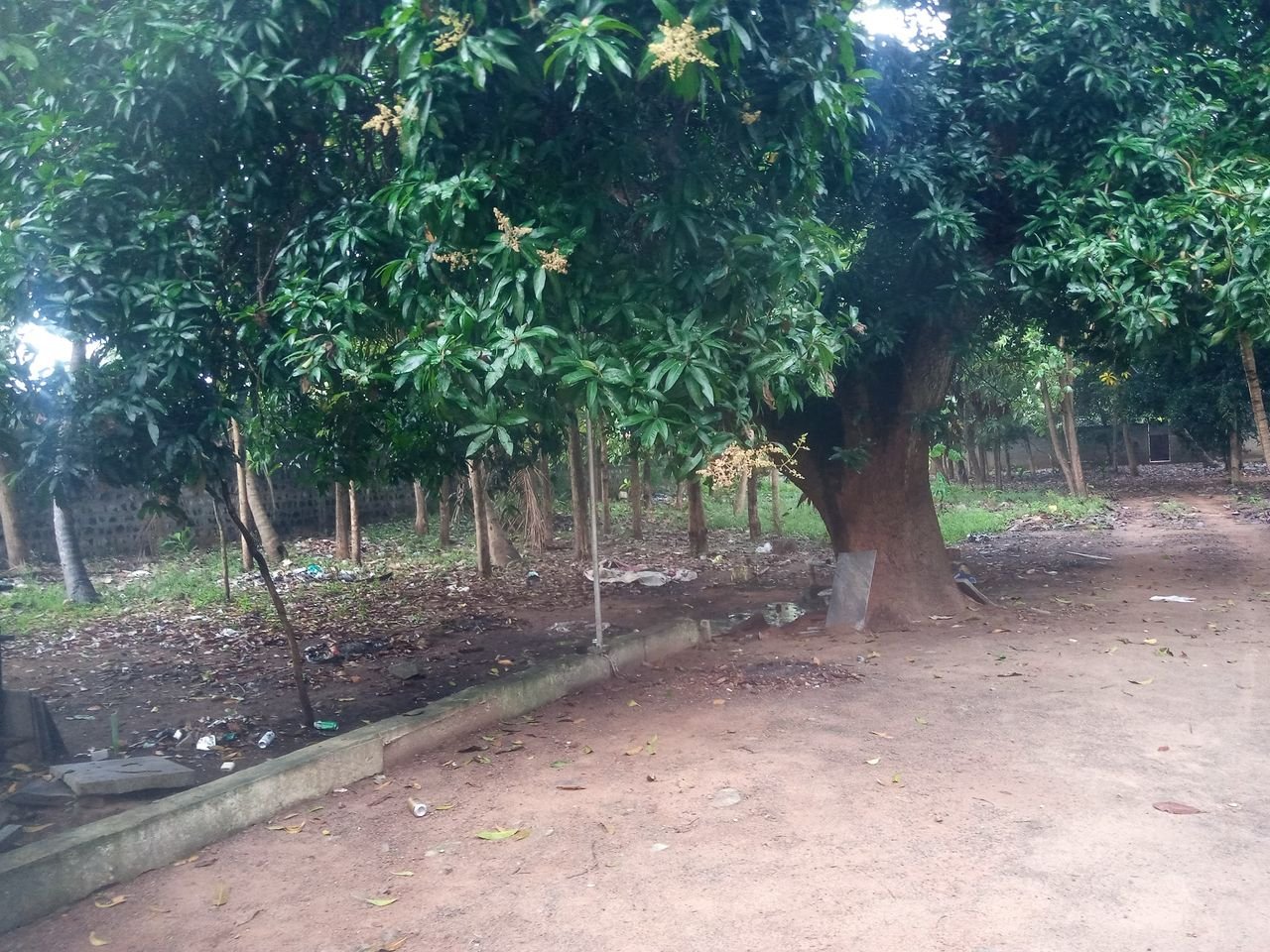 Garden and grounds under mature trees