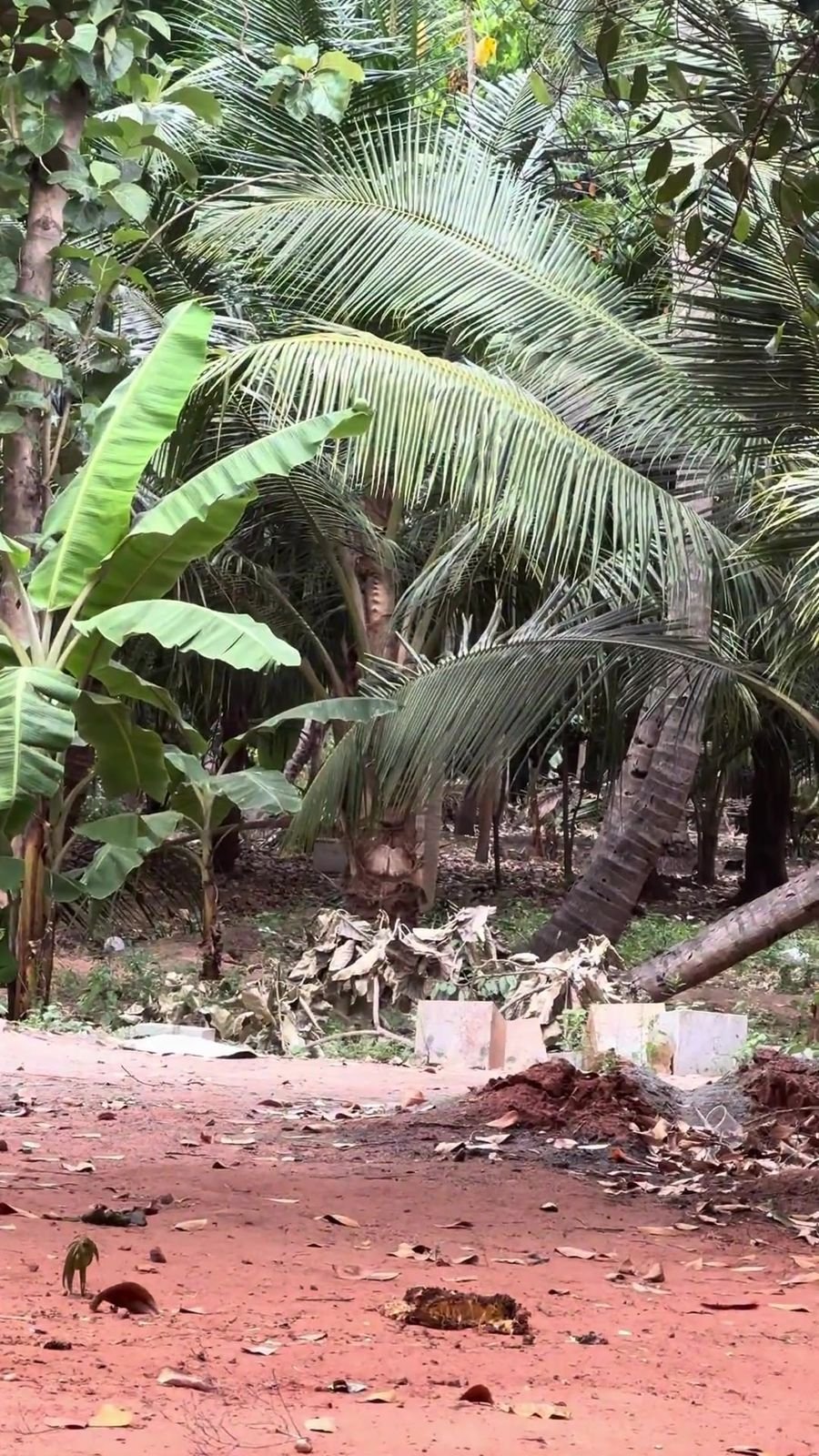 Banana leaves and palm fronds around the play area